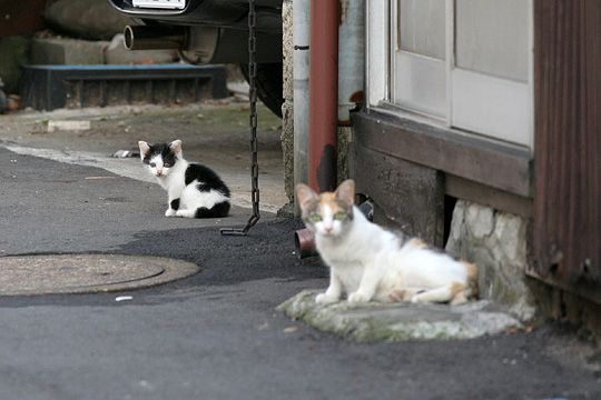 街のねこたち