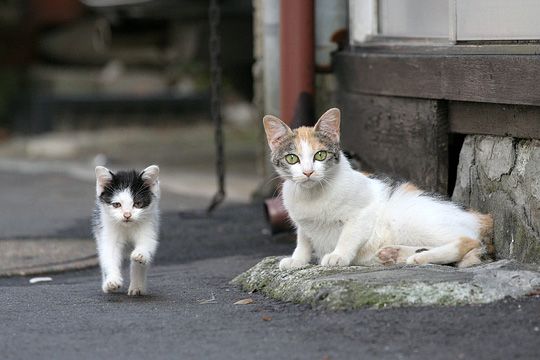 街のねこたち