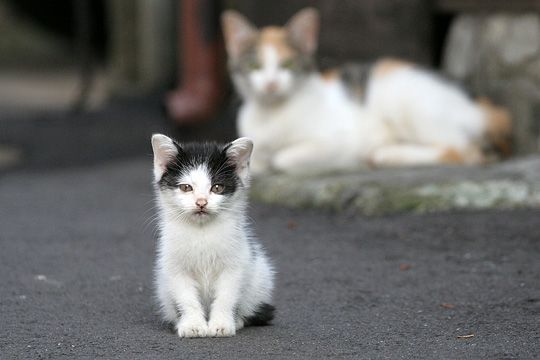 街のねこたち