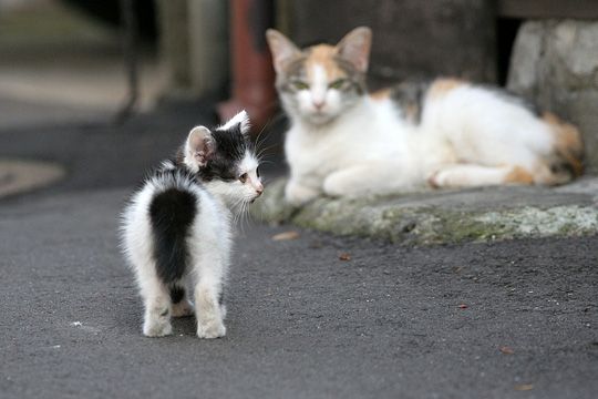 街のねこたち