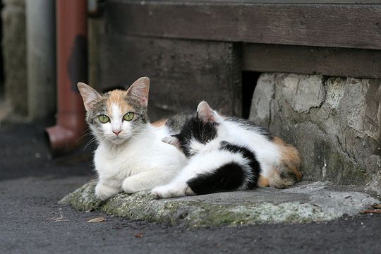 街のねこたち
