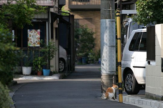 街のねこたち