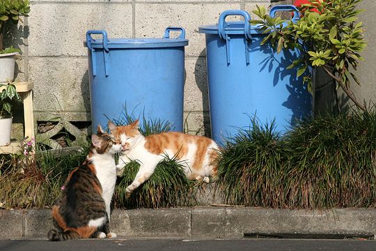街のねこたち