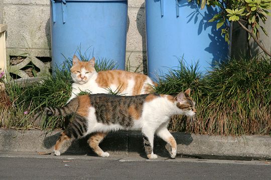 街のねこたち