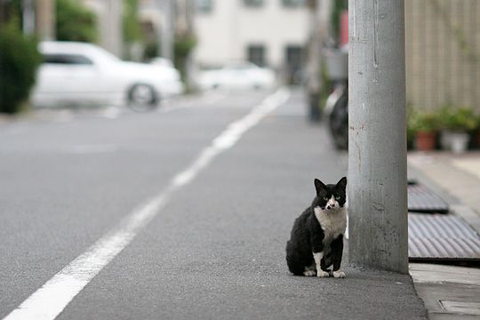 街のねこたち