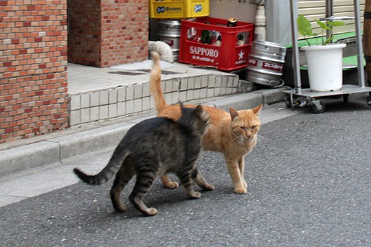街のねこたち