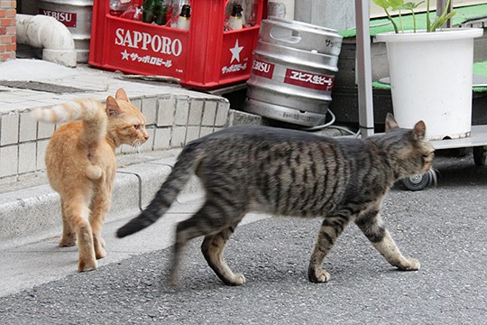 街のねこたち