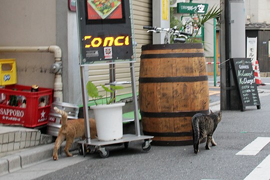 街のねこたち