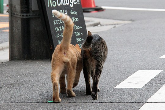 街のねこたち