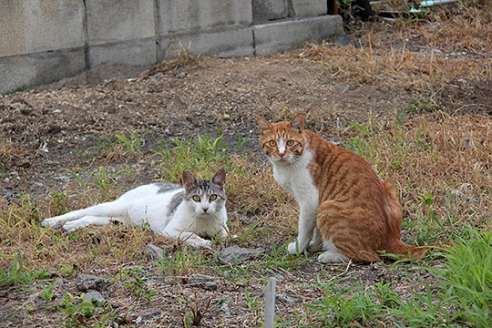 街のねこたち