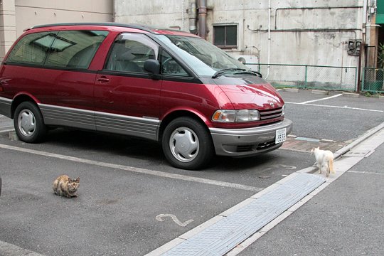 街のねこたち