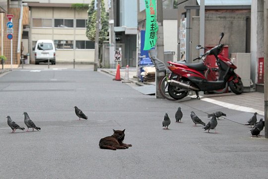 街のねこたち