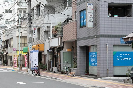 街のねこたち