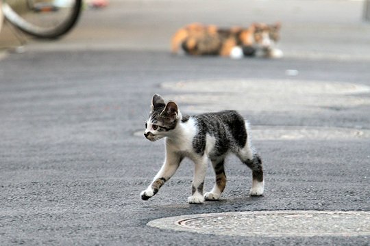 街のねこたち