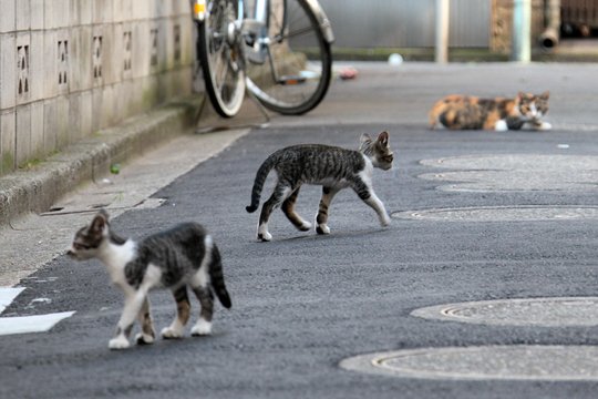 街のねこたち