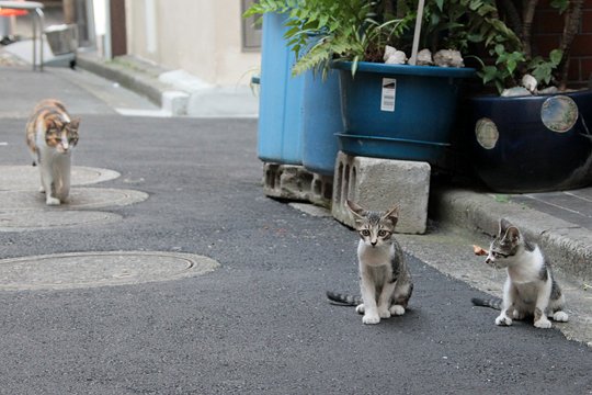 街のねこたち