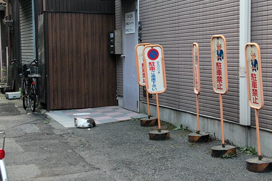 街のねこたち