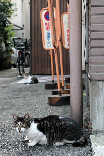 街のねこたち