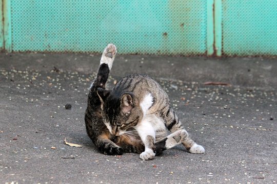街のねこたち