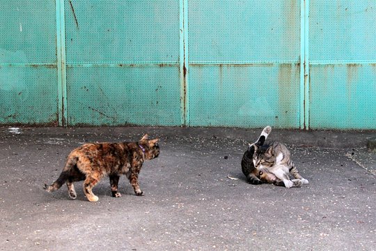 街のねこたち