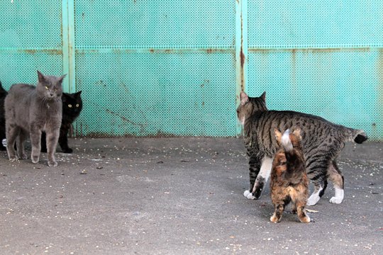 街のねこたち
