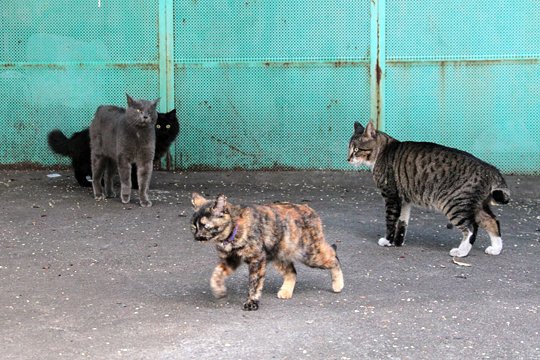 街のねこたち