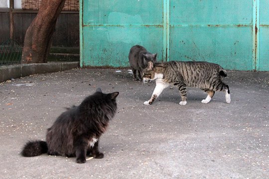 街のねこたち