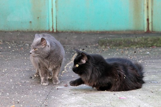 街のねこたち