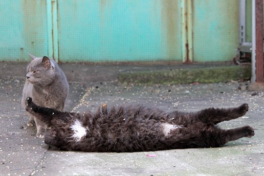 街のねこたち