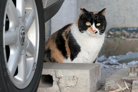 街のねこたち