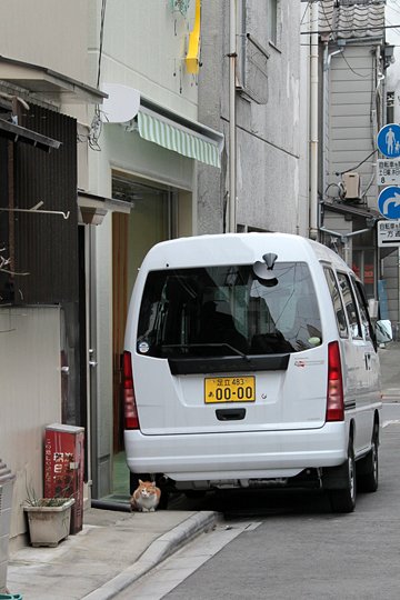 街のねこたち