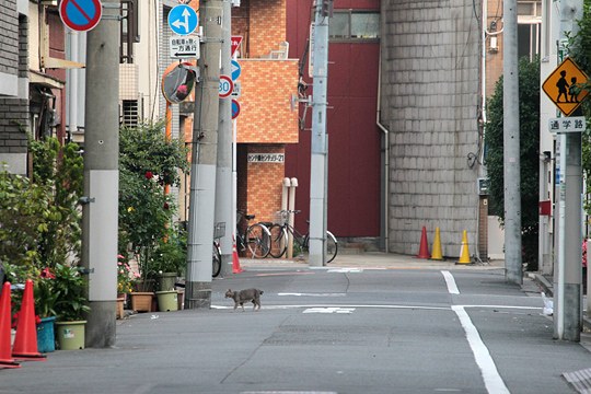 街のねこたち