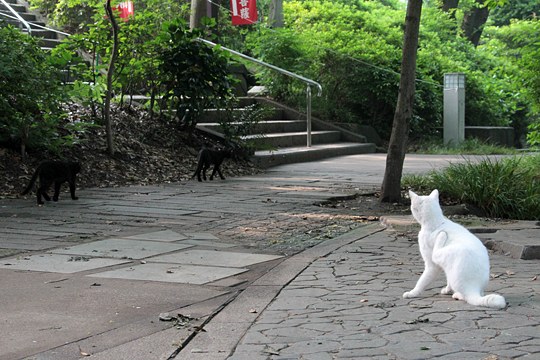 街のねこたち