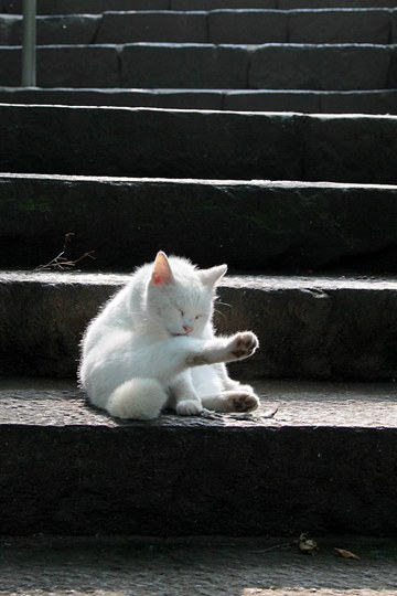 街のねこたち