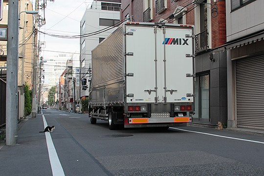 街のねこたち