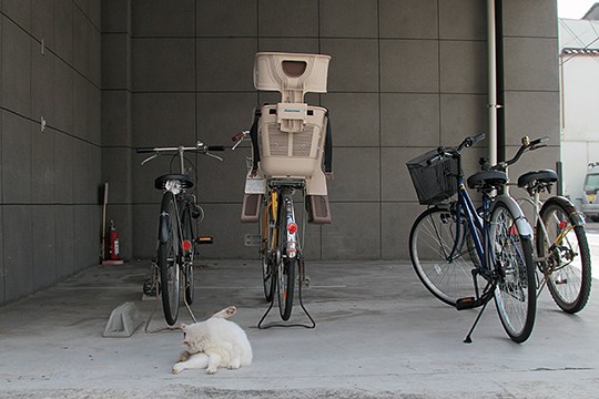街のねこたち