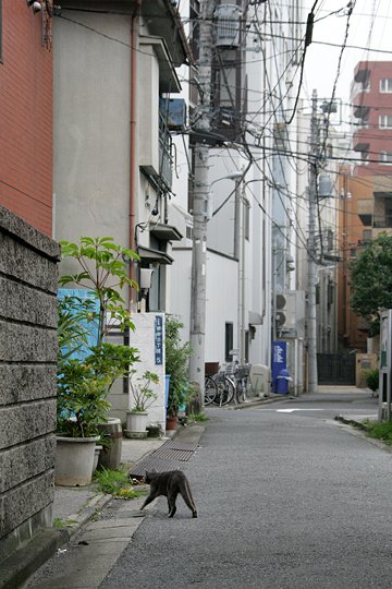 街のねこたち