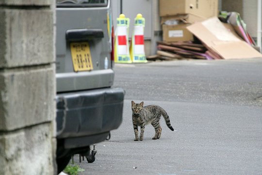 街のねこたち