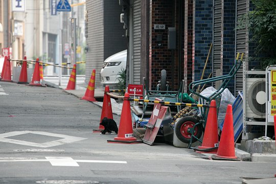 街のねこたち