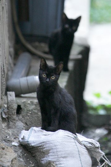 街のねこたち