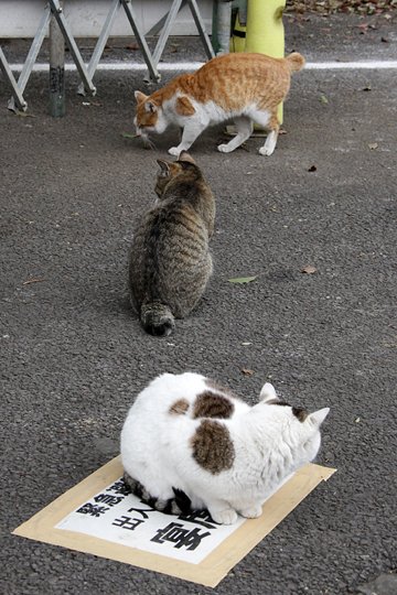街のねこたち