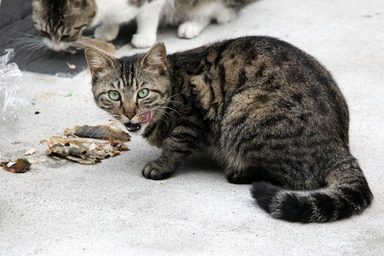 街のねこたち