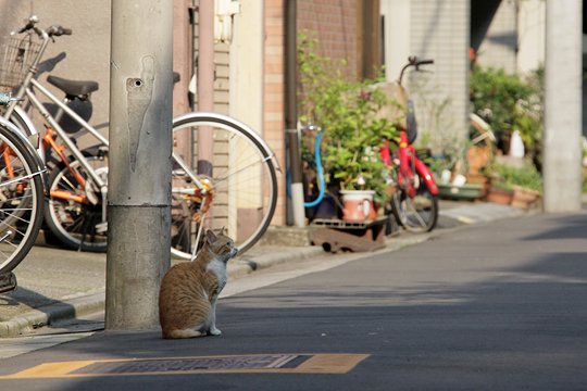 街のねこたち