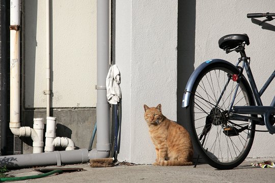 街のねこたち