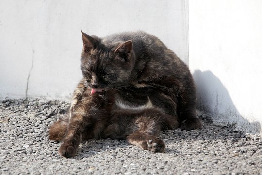 街のねこたち
