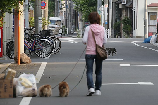 街のねこたち