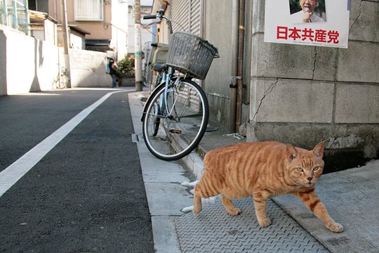 街のねこたち
