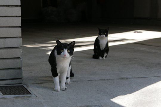 街のねこたち