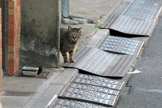 街のねこたち