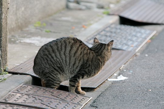 街のねこたち